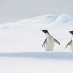 Win a free trip to Antarctica with Anatarctica21